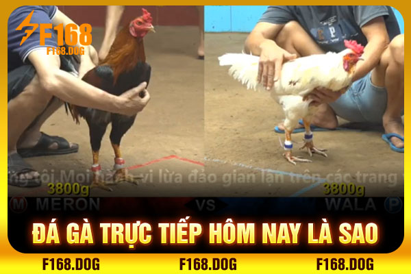 Đá gà trực tiếp hôm nay là sao Đá gà trực tiếp hôm nay là sao