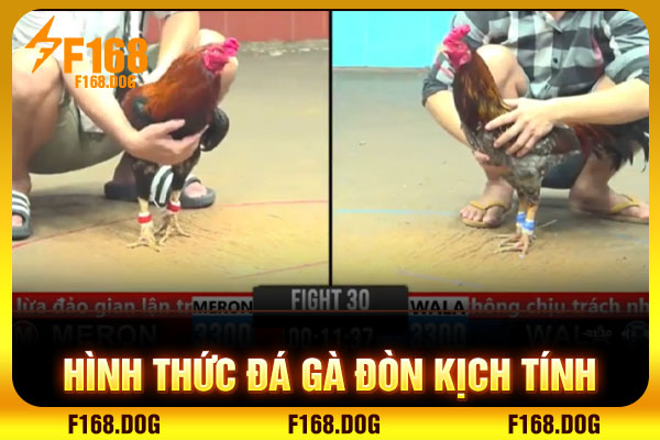 Hình thức đá gà đòn kịch tính Hình thức đá gà đòn kịch tính